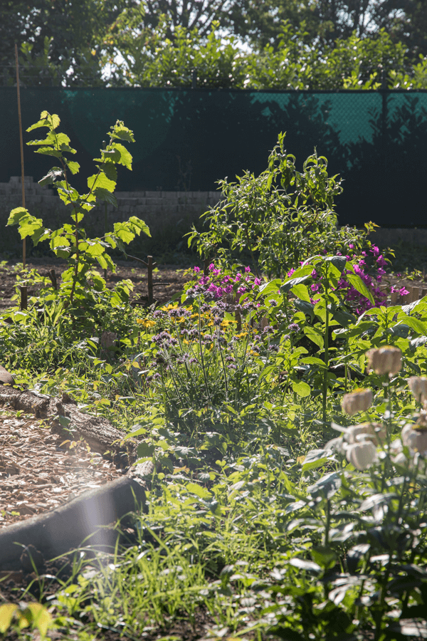 almend_blumenwiese_anfang